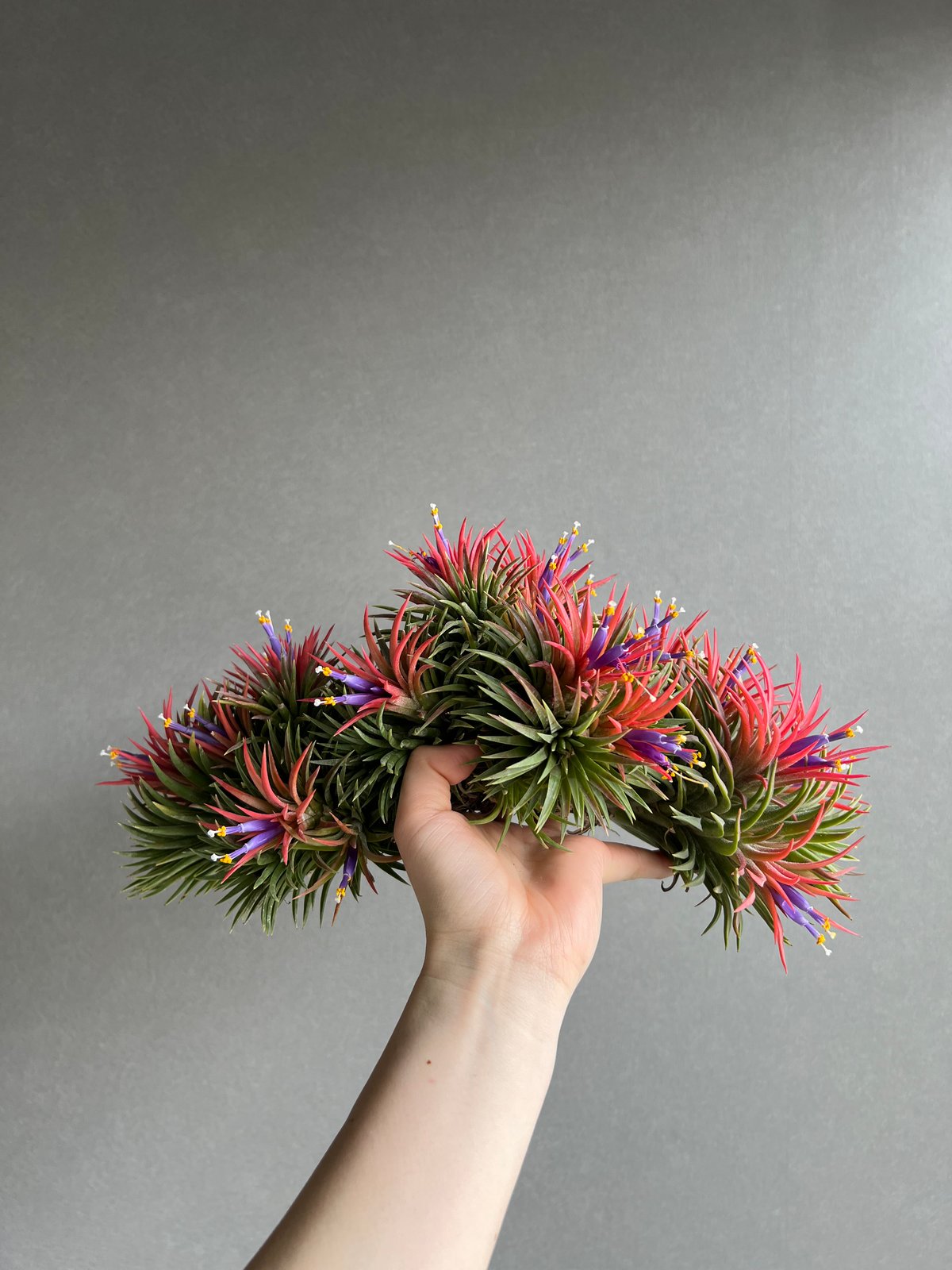 ティランジア イオナンタ ウアメルラ (クランプ)「Tillandsia ionantha