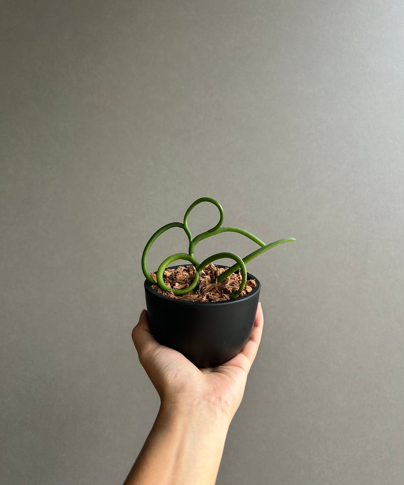 パピリオナンテ テレス var. アルバ'オリンピックリングス