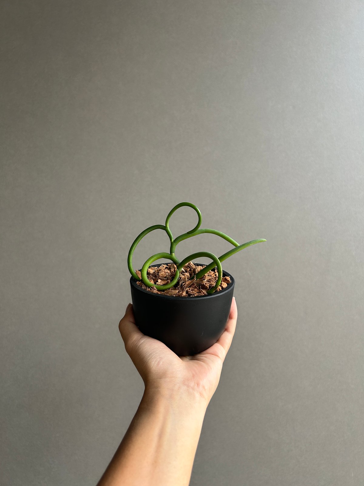 パピリオナンテ テレス var. アルバ'オリンピックリングス