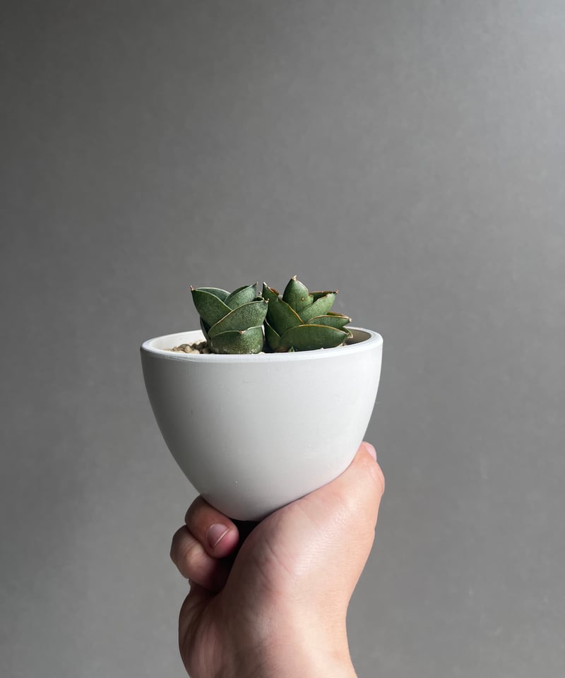 EMP サンセベリア ベンジャロン / SA259 サンセベリア ベンジャロン「Sansevieria Benjarong」35Z | SHOUC
