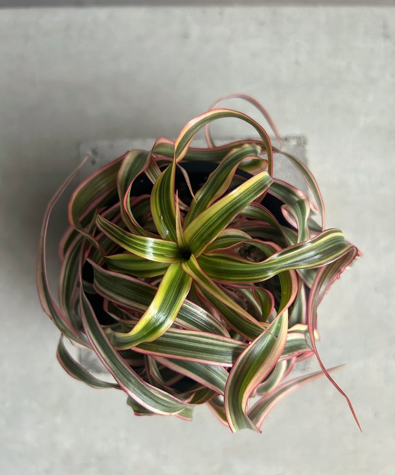 ドラセナ キュンティ「Dracaena concinne Kuhnty 」99J | SHOU