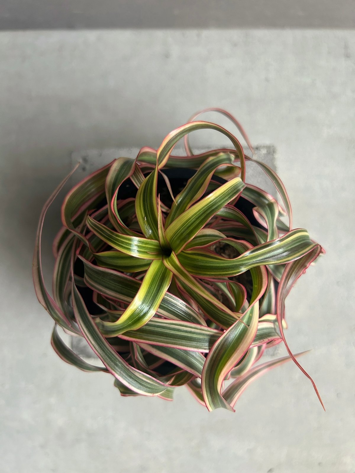 ドラセナ キュンティ「Dracaena concinne Kuhnty 」99J | SHOU