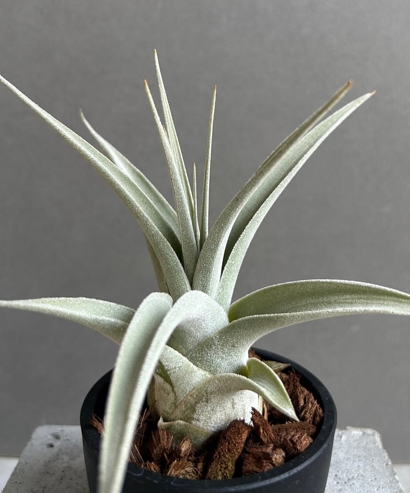 ティランジア ドン ウォルシュ 「Tillandsia Don Walsh (T. ehler