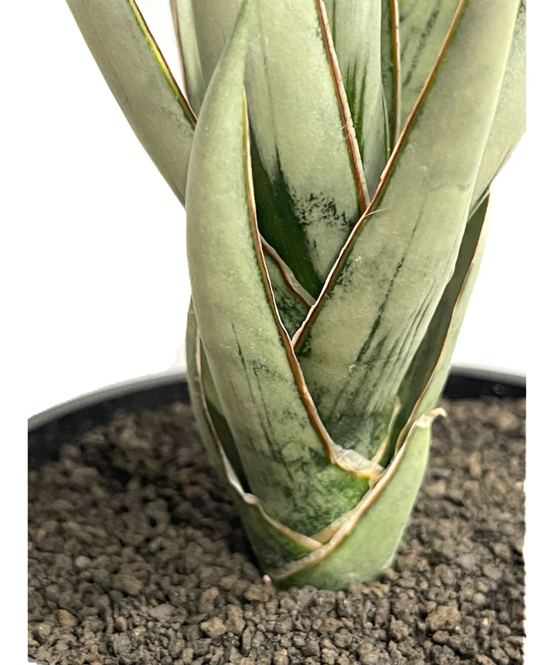 サンセベリア ヘルファイア「Sansevieria Hellfire」13F-1 | SHOU