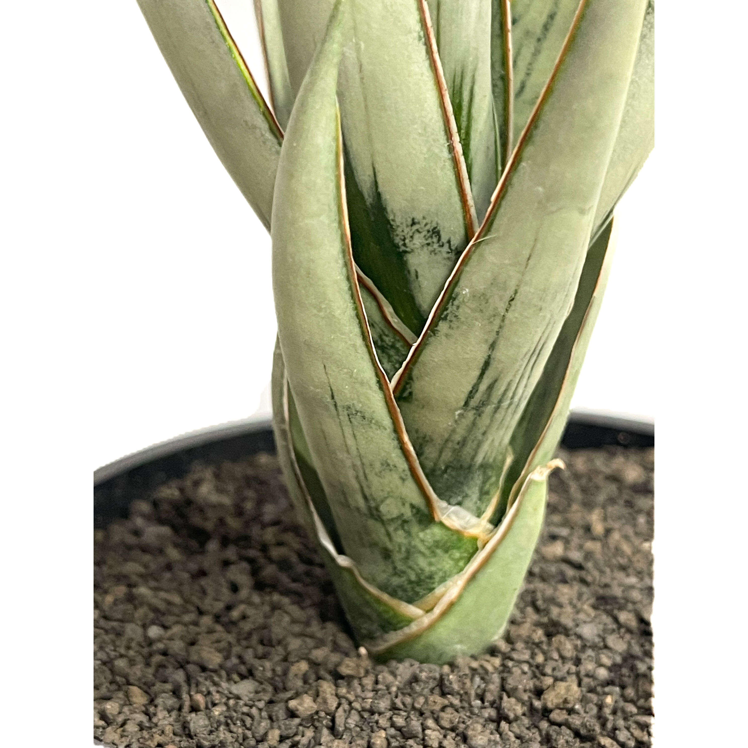 サンセベリア ヘルファイア「Sansevieria Hellfire」13F-1 | SHOU