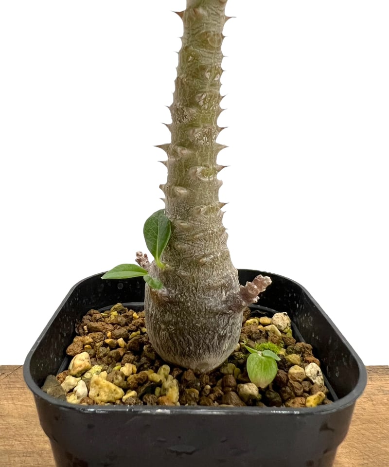 パキポディウム ウィンゾリー 実生苗 「Pachypodium baronii var パキポディウム ウィンゾリー 実生苗 「Pachypodium baronii var