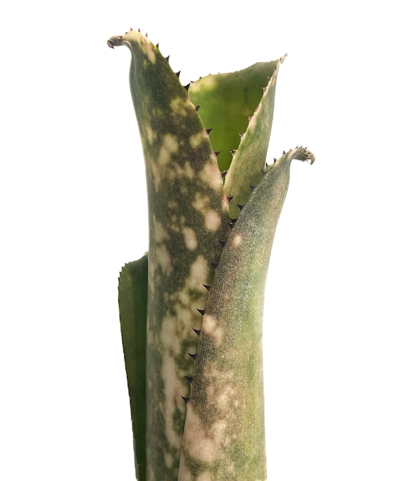 ビルベルギア コラン ピンク グリーン「Billbergia Kolan Pink Green