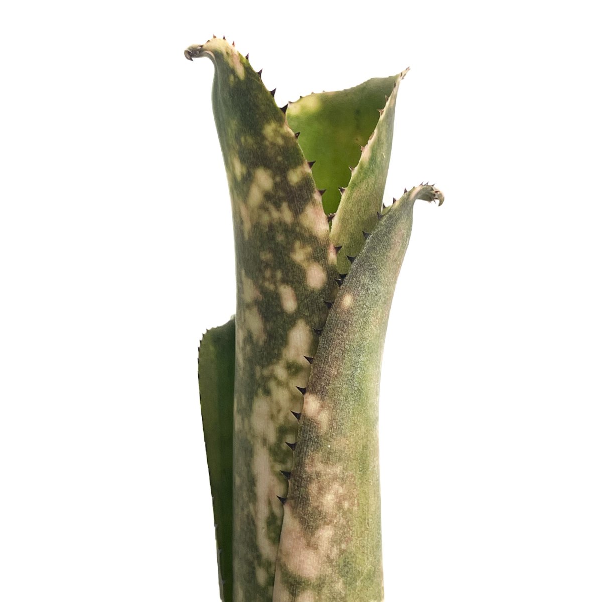 ブロメリア billbergia kolan pink queen ブロメリア・エアープランツ