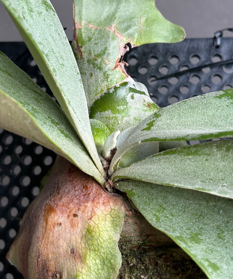 ウィリンキー　ビカクシダ ビカクシダ・ウィリンキー | フラワーショップあきの