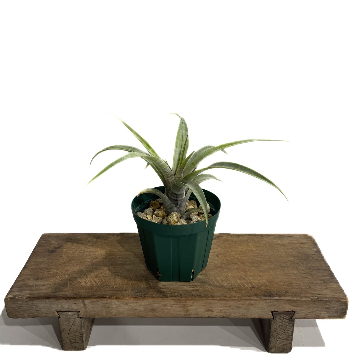 ティランジア ヒルダエ ワイドリーフ「Tillandsia hildae Wide