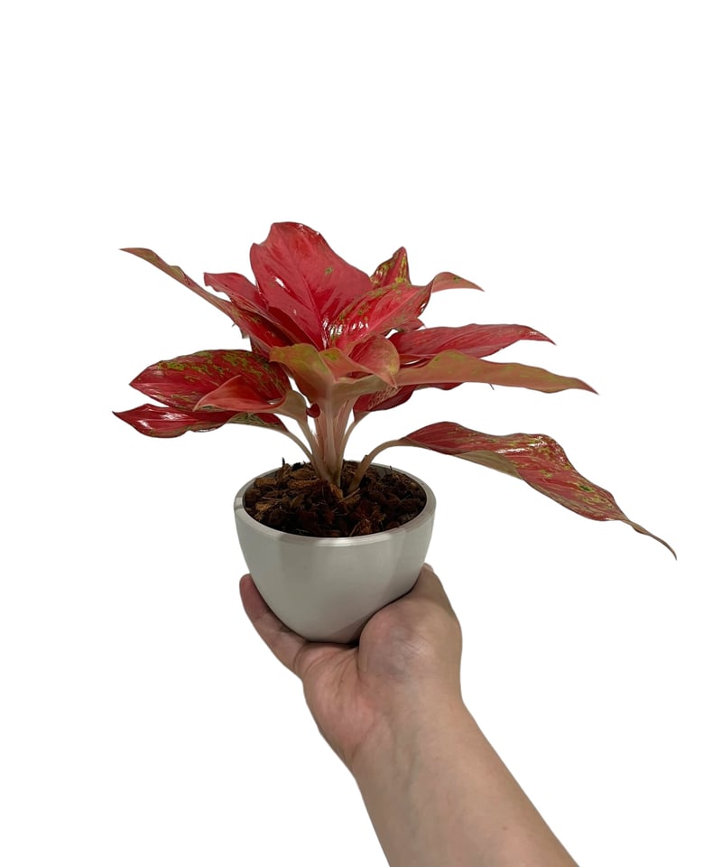 エクセル 　Aglaonema Khum Koonなど Chinese Evergreens | Aglaonema | Plant Addicts