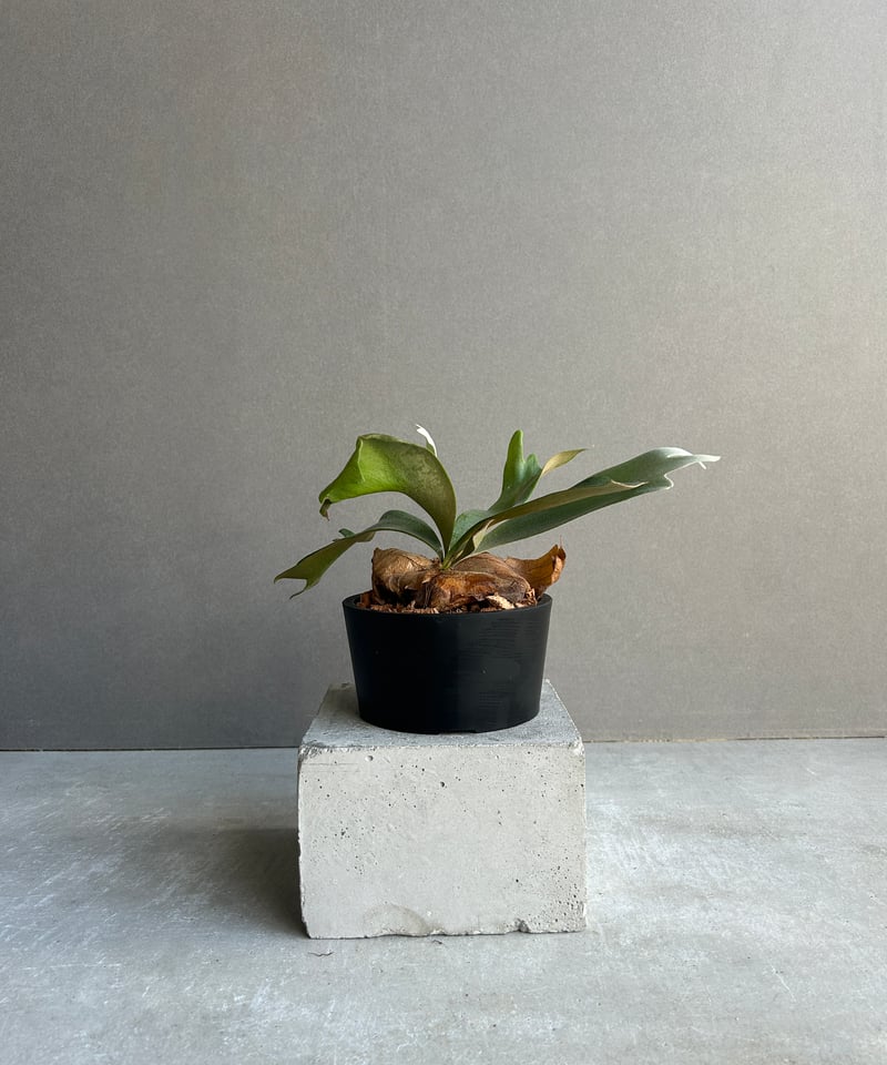 ビカクシダ ウィリンキー cv. ノース スター スポアリング セレクト「P