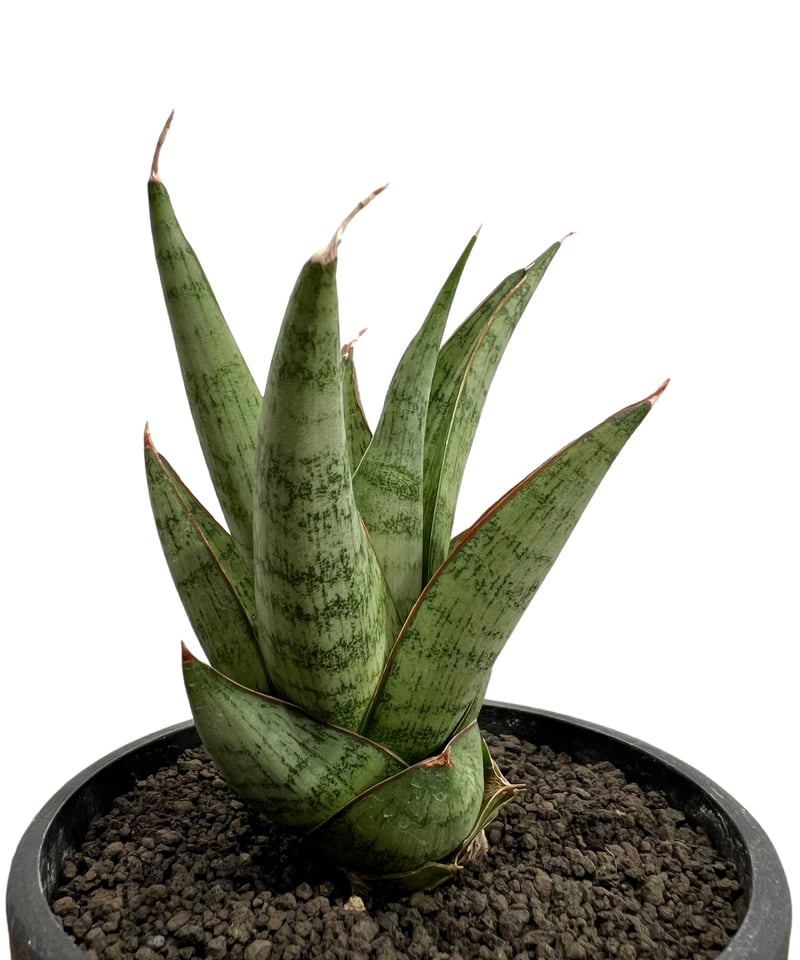 サンセベリア ロックマン 「Sansevieria Rock Man」30K | SHOUC