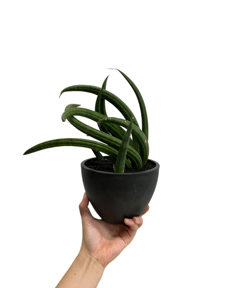 サンセベリア アンヤマニー ハイブリッド “トルネード” 「Sansevieria