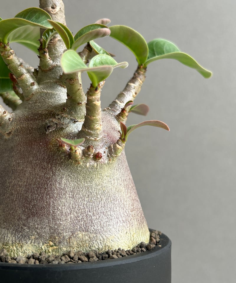 アデニウム アラビカム スーパー ドワーフ “ブラック” 「Adenium