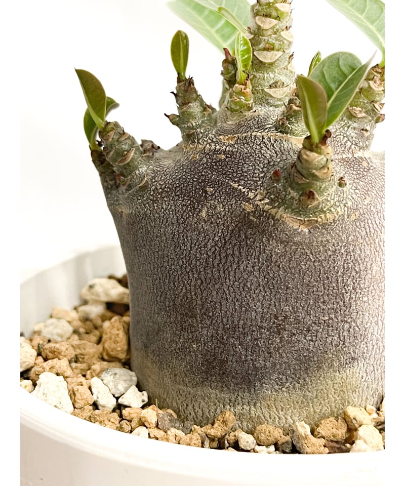 アデニウム アラビカム ドワーフ “ブラック”「adenium arabicum アデニウム アラビカム ドワーフ “ブラック”「adenium arabicum