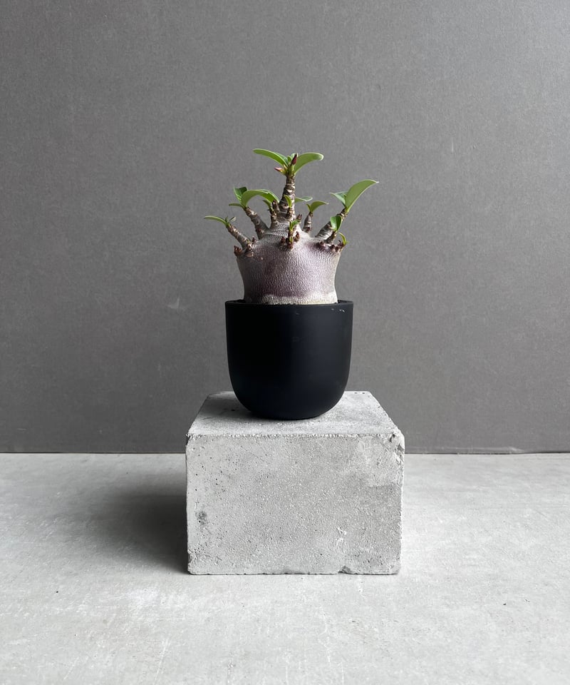 アデニウム アラビカム スーパー ドワーフ “ブラック” 「Adenium