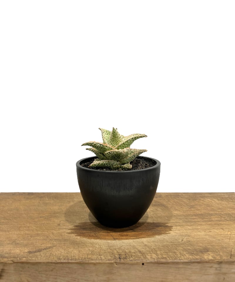 アロエ ハイブリッド “選抜個体” 「Aloe Hybrid “Select