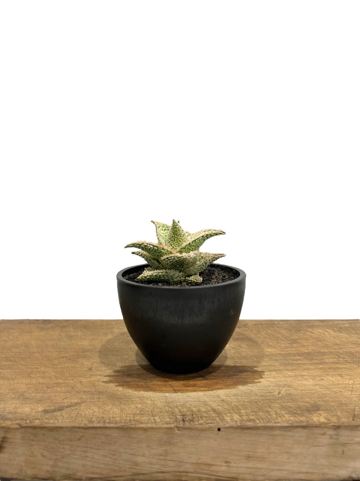 大*地様 アロエハイブリッド　実生(選抜個体) 大*地様 アロエハイブリッド 実生(選抜個体) 大*地様 アロエ