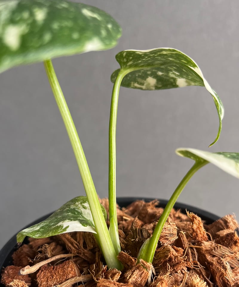 モンステラ タイ コンステレーション クリーム ブリュレ 「Monstera