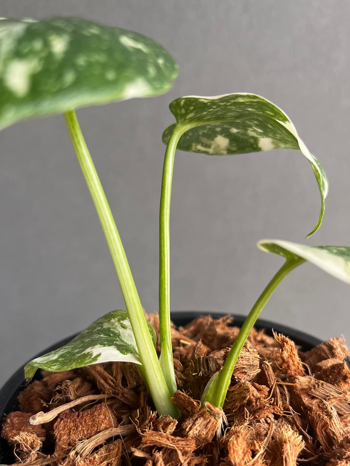 モンステラ タイ コンステレーション クリーム ブリュレ 「Monstera