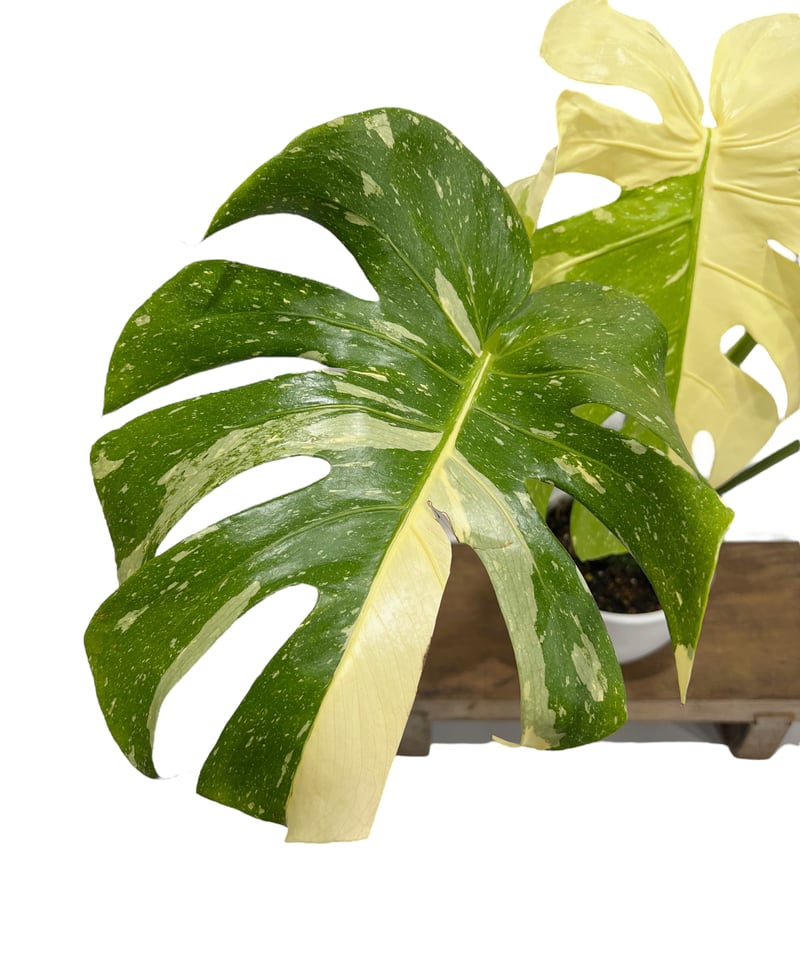 モンステラ タイ コンステレーション 「Monstera deliciosa Thai Con