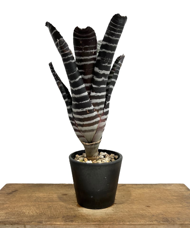 大株です！タンクブロメリア　エクメア『chantinii black』hyb. タンクブロメリア エクメア チャンティニー 特大株 特大株です！タンク