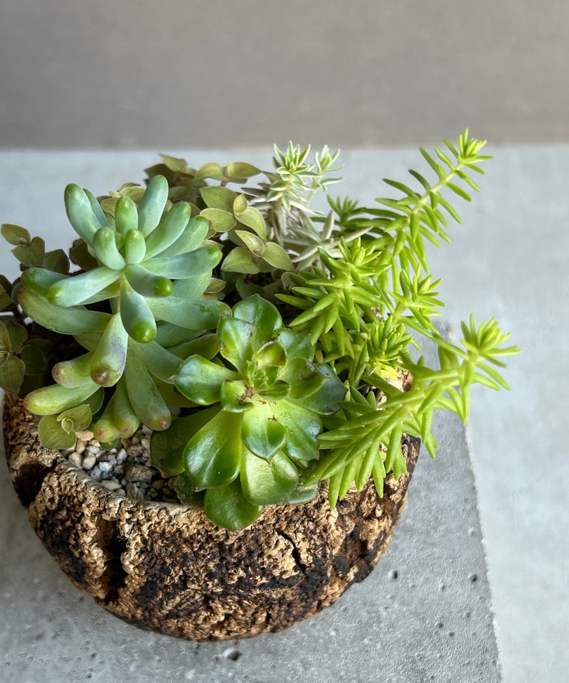 サキュレント セット+ plantsmonsters pot「Succulent set」53