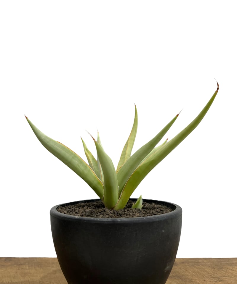 サンセベリア バイ-ビッド Sansevieria Bi-Bid (by Unyamanee