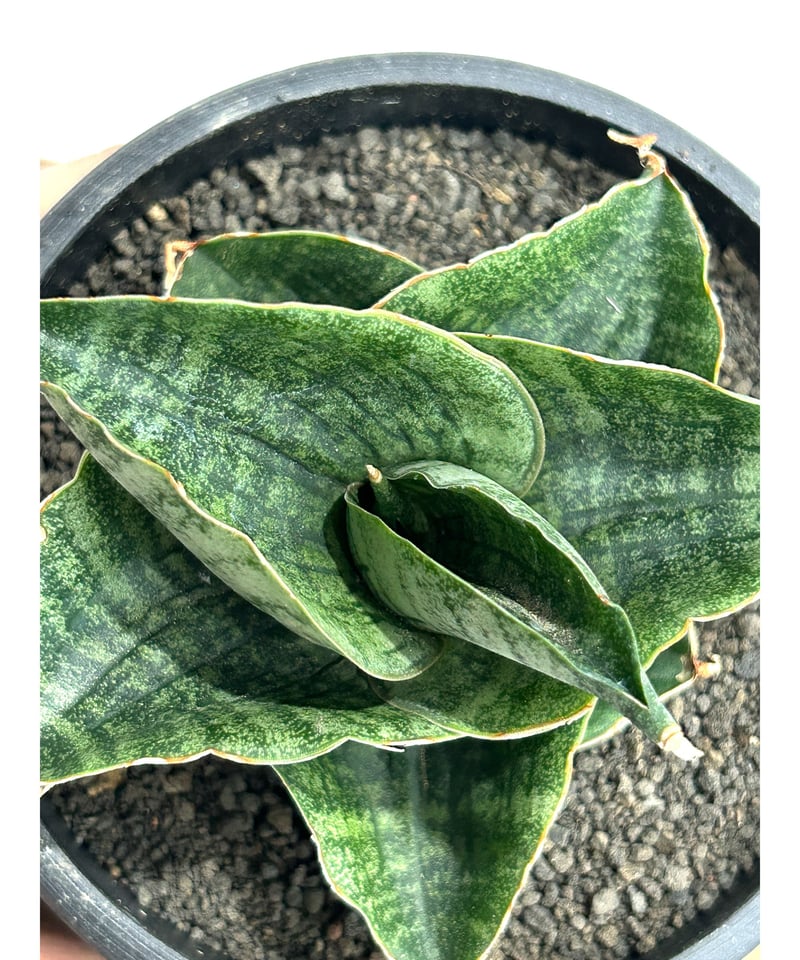 サンセベリア アンヤマニー ハイブリッド「Sansevieria Unyamanee Hybr