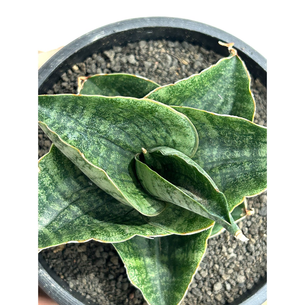 サンセベリア アンヤマニー ハイブリッド「Sansevieria サンセベリア アンヤマニー ハイブリッド「Sansevieria