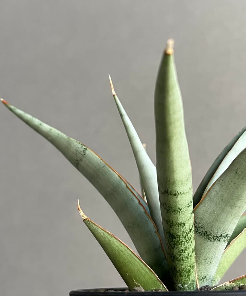 サンセベリア キングフィッシャー 「Sansevieria Kingfisher」50N
