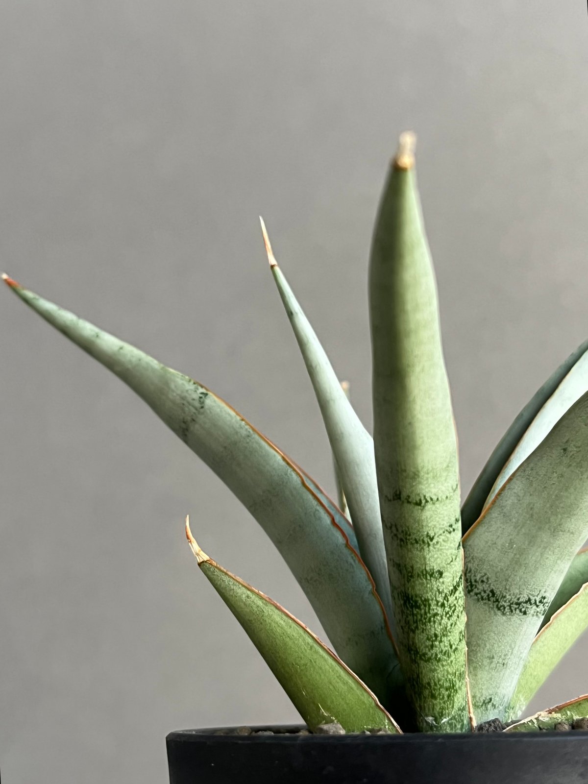 EMP サンセベリア King Fischer / SA429 サンセベリア キングフィッシャー 「Sansevieria Kingfisher」50N