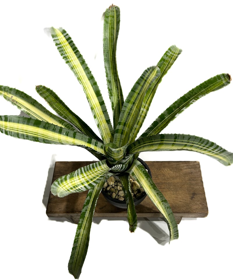 エクメア チャンティニー ビスタ「 Aechmea chantinii Vista」80E-4