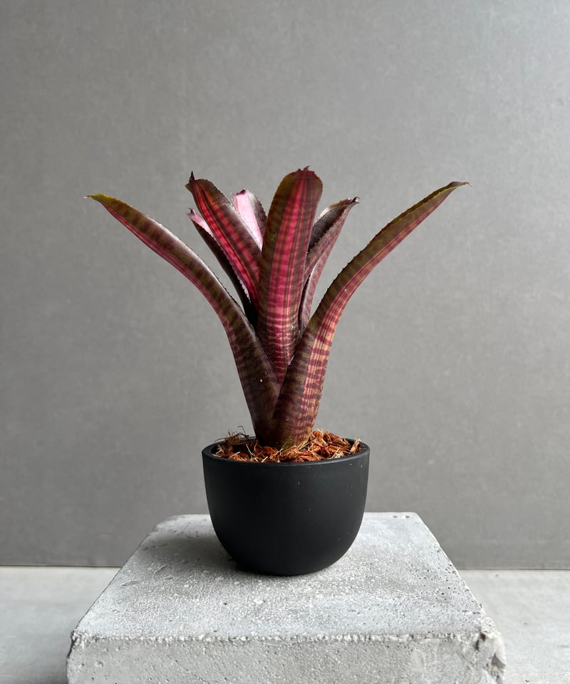 Neoregelia 'Red Buff'〔ネオレゲリア〕現品発送N0622 Neoregelia 'Red Buff'〔ネオレゲリア〕現品発送N0622 - メルカリ