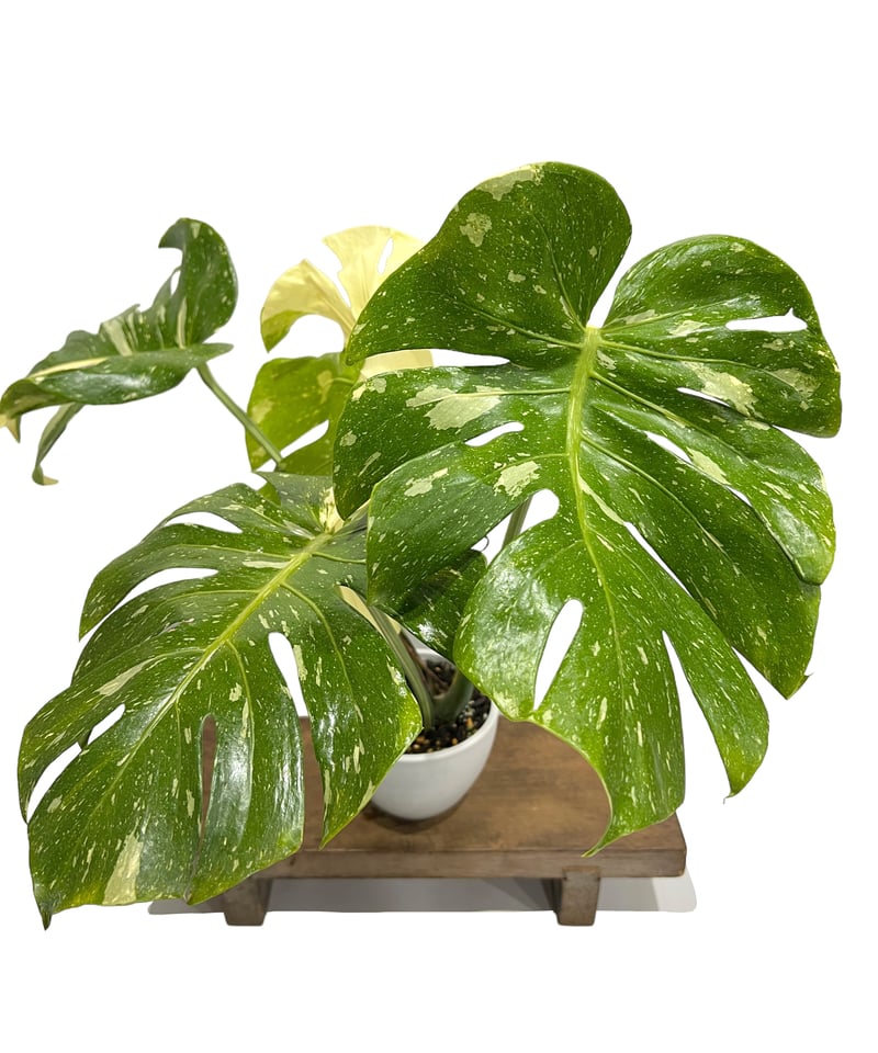 モンステラ タイ コンステレーション 「Monstera deliciosa Thai Con