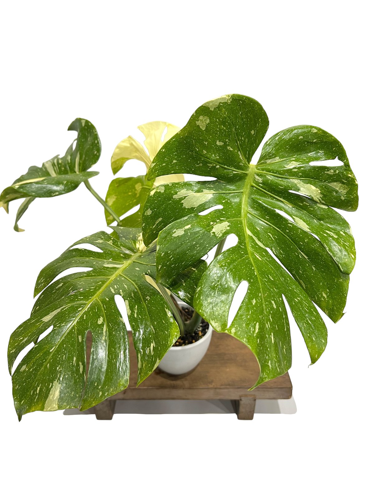 モンステラ タイ コンステレーション 「Monstera deliciosa Thai Con