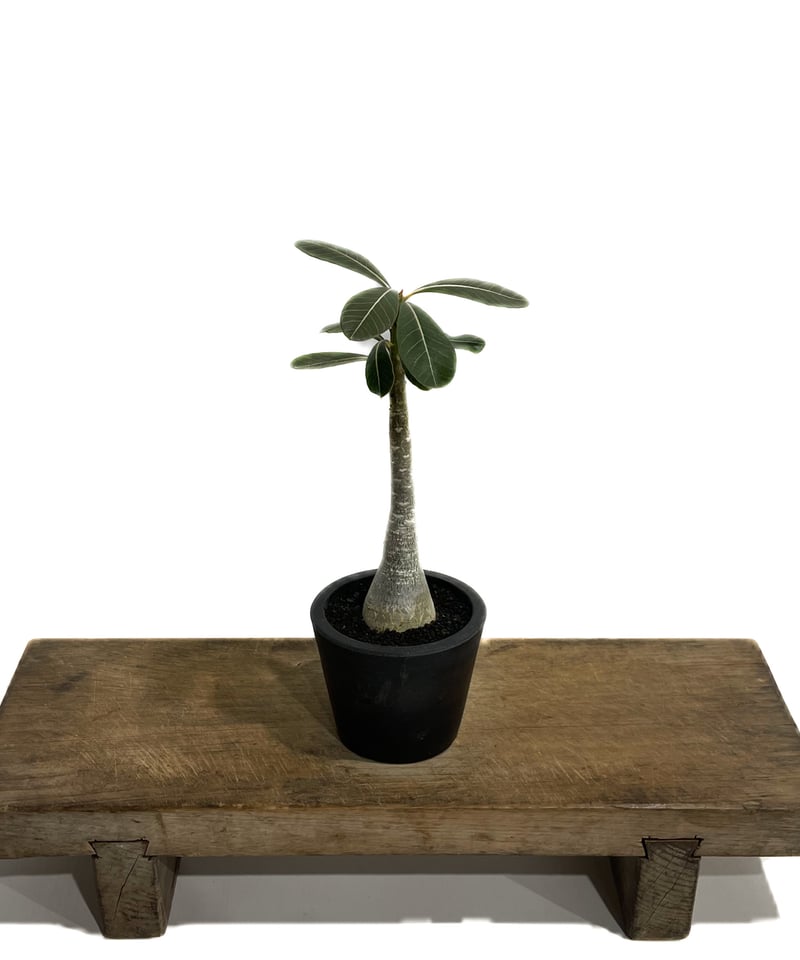 アデニウム ソコトラナム 「Adenium socotranum 」73G-1 | SHOU