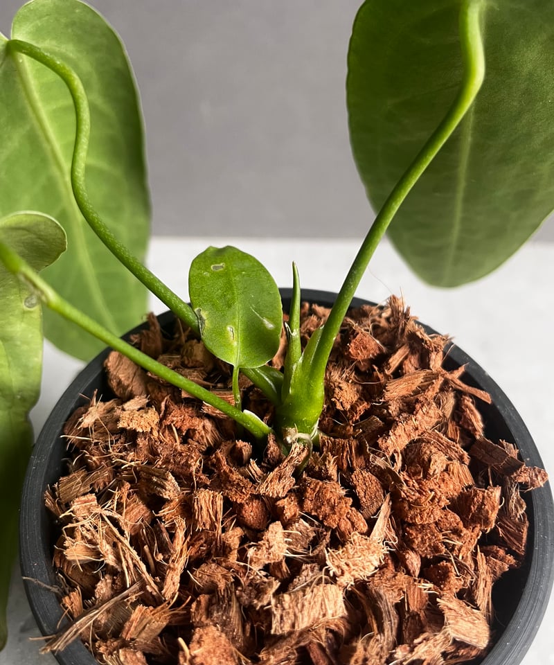 アンスリウム ワロクアナム ダーク&ナロー フォーム 「Anthurium アンスリウム ワロクアナム ダーク&ナロー フォーム 「Anthurium