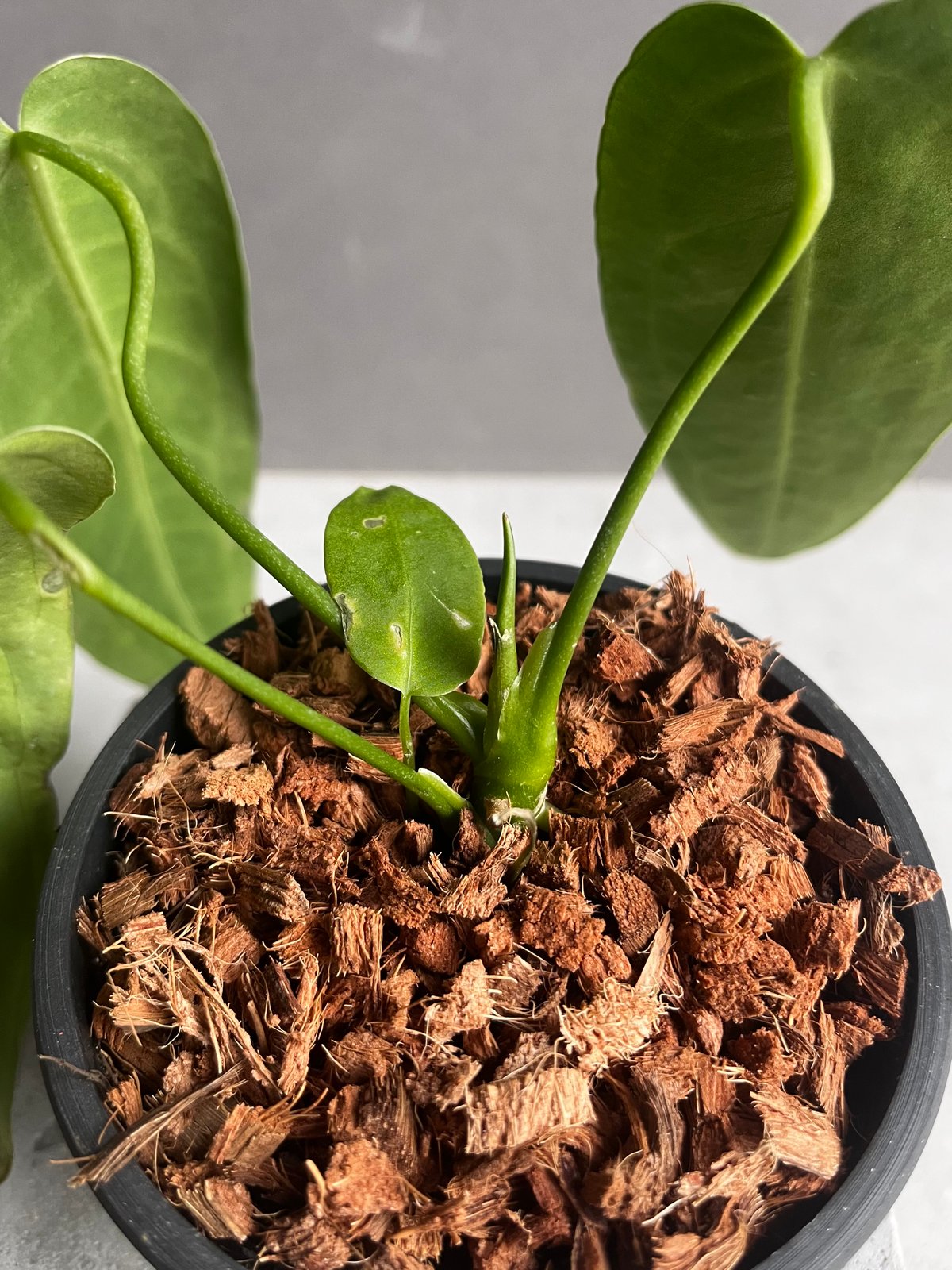 アンスリウム ワロクアナム ダーク&ナロー フォーム 「Anthurium アンスリウム ワロクアナム ダーク&ナロー フォーム 「Anthurium