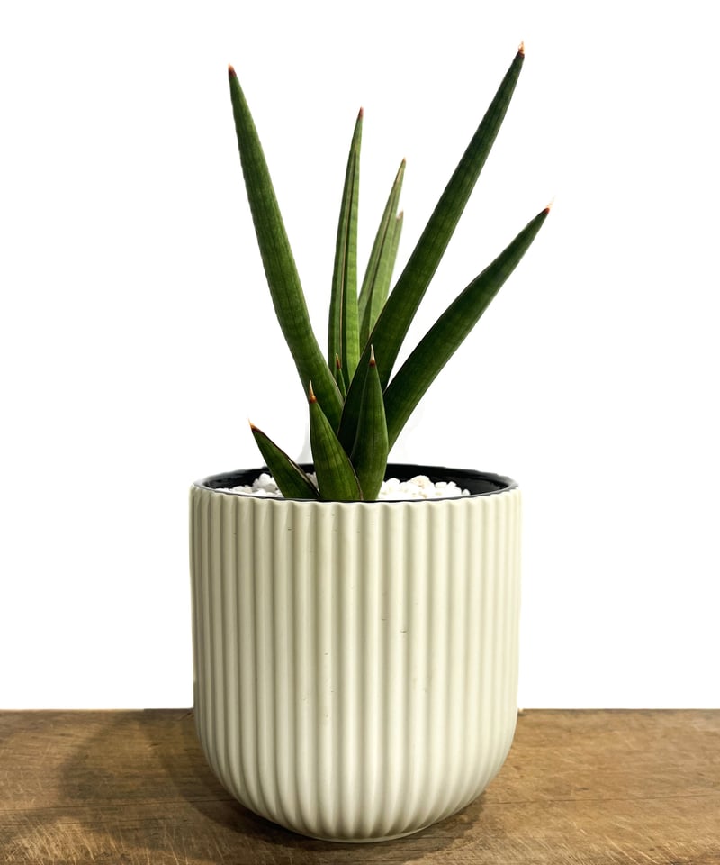 サンセベリア バイデント (フランシシー x ココ)「Sansevieria bident