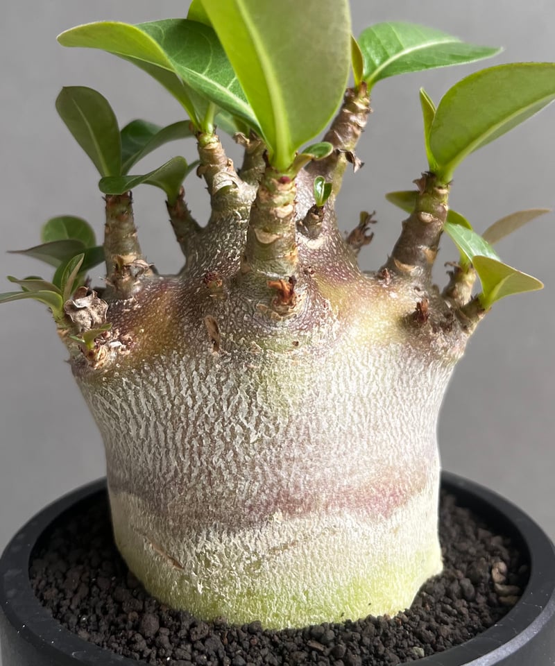 アデニウム アラビカム スーパー ドワーフ “ブラック” 「Adenium