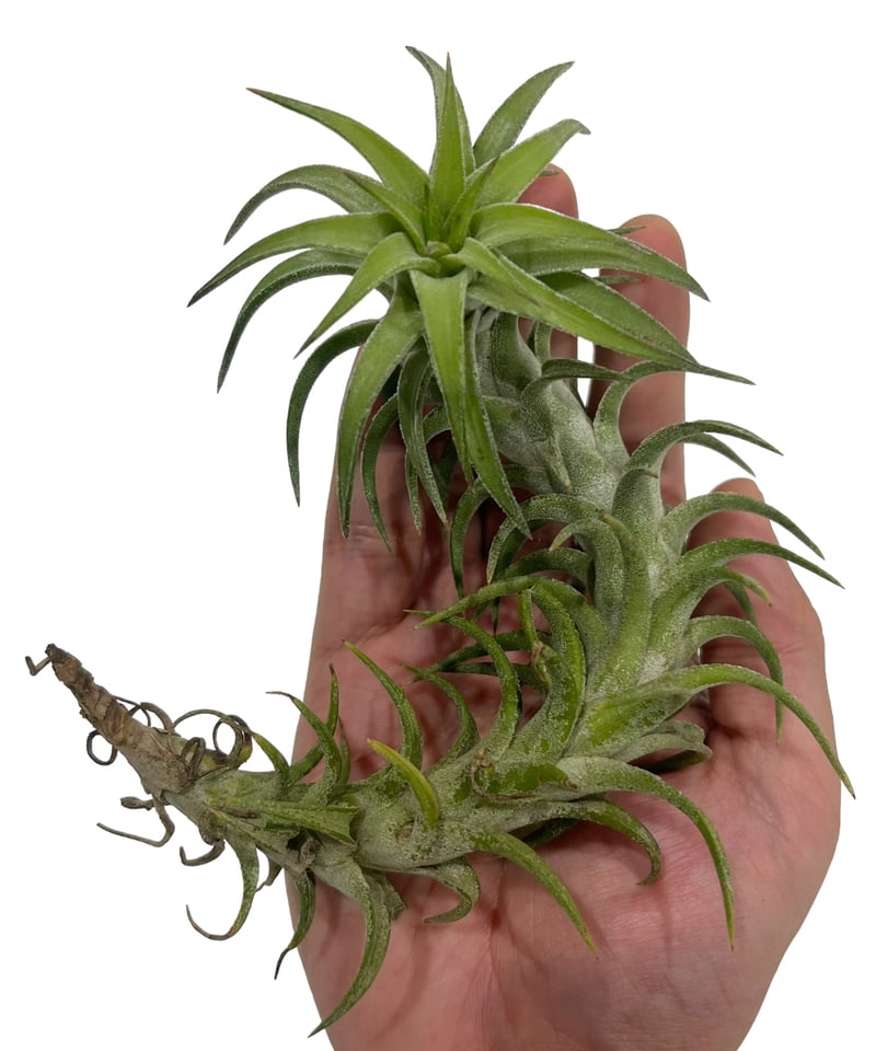 Tillandsia Vanhyningii Minor 速達発送 Tillandsia Vanhyningii Minor 速達発送 - メルカリ