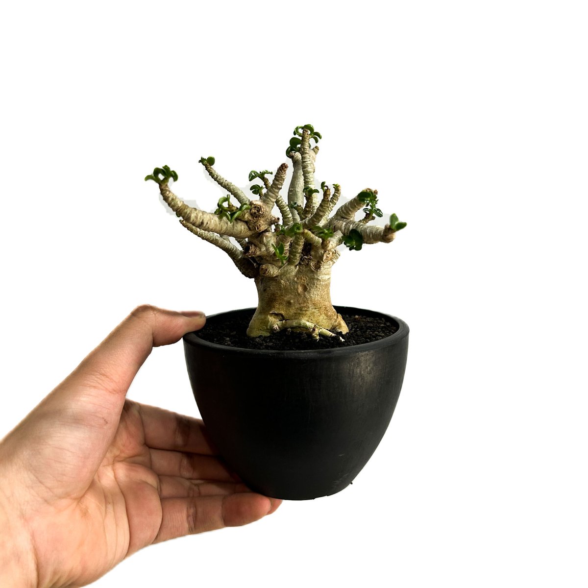【美/獅子葉/アデニウム】Dorset Horn Adenium 鉢植えA-5 美/獅子葉/アデニウム】Dorset Horn Adenium 鉢植えA-5