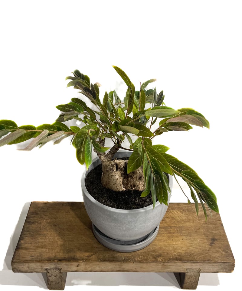 フィランサス ミラビリス「Phyllanthus mirabilis」8/25-93B | S