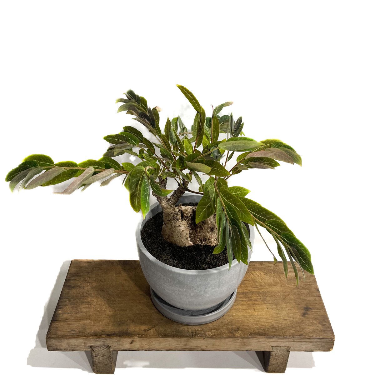 フィランサス ミラビリス「Phyllanthus mirabilis」8/25-93B | S