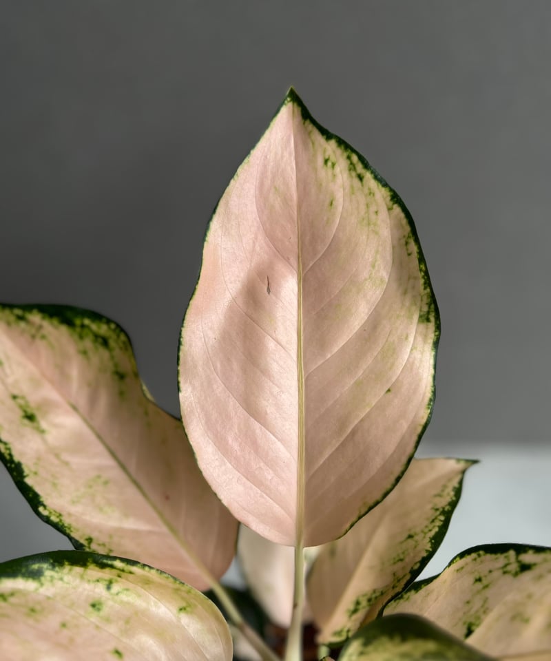 アグラオネマ コーチン ピーチ 「Aglaonema Cochin.Peach」48X