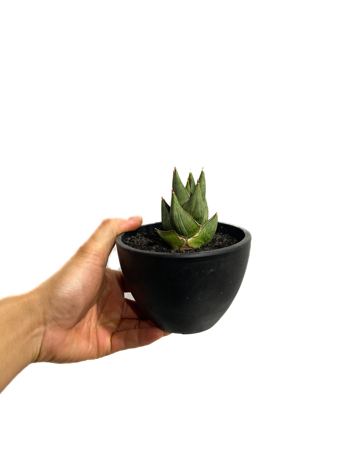 サンセベリア ロックマン (変異種)「Sansevieria Rock Man