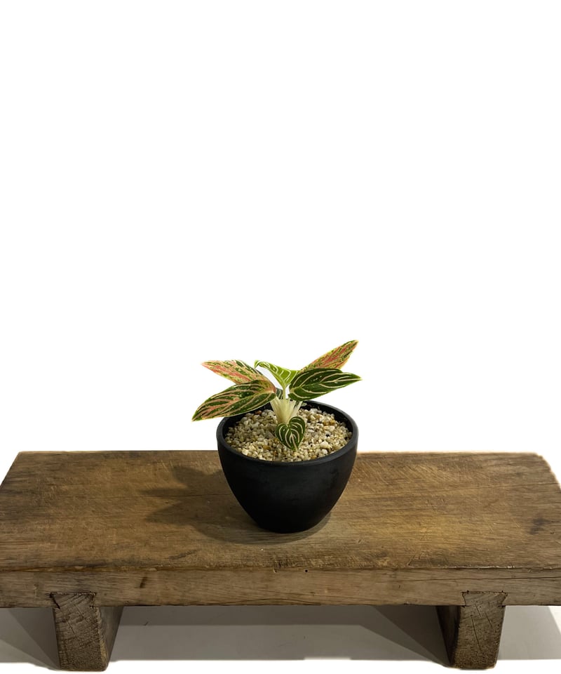 アグラオネマ ゴールデンホープ「Aglaonema Golden Hope」9/7-88C-1