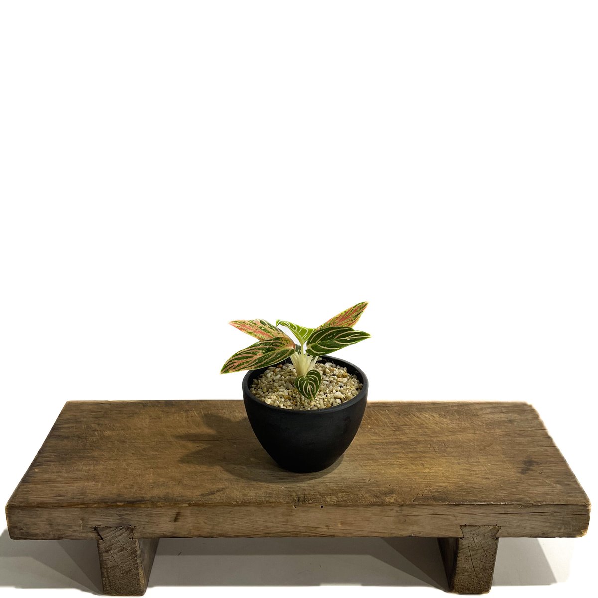 アグラオネマ ゴールデンホープ「Aglaonema Golden Hope」9/7-88C-1